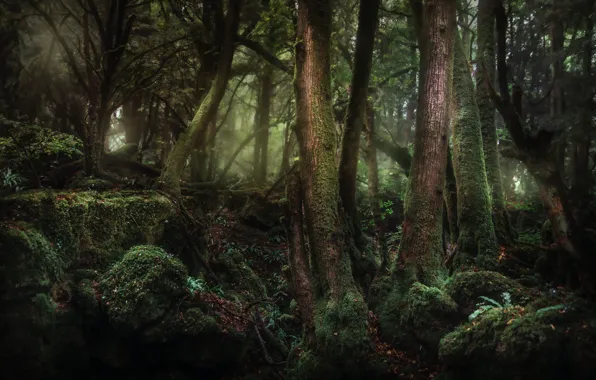 Picture forest, trees, nature, stones, moss, UK, Coleford, Puzzlewood