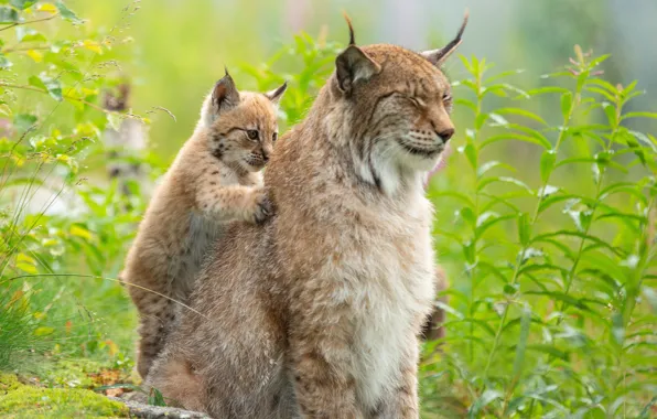 Grass, cub, kitty, lynx, wild cat, massage, a small lynx