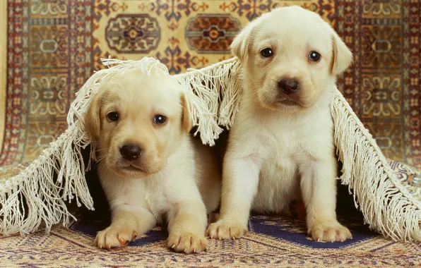 Carpet, Puppies, two, two, puppy