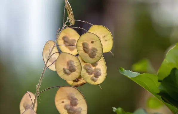 Background, plant, seeds