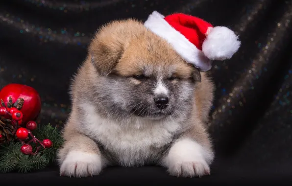 Hat, puppy, Japanese Akita