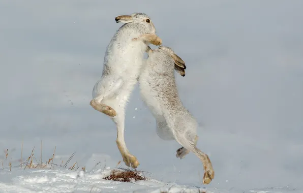 Nature, Mountain Hare, Defensive
