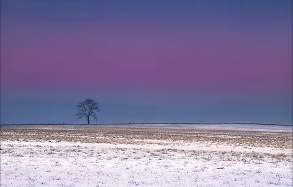 Picture field, the sky, snow, tree