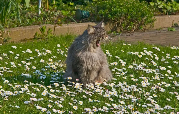 Grass, cat, grey, chamomile, fluffy, yawns