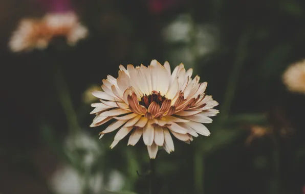 Flower, Plant, Plants, Flower, Flowers, Color, Flora, Plants