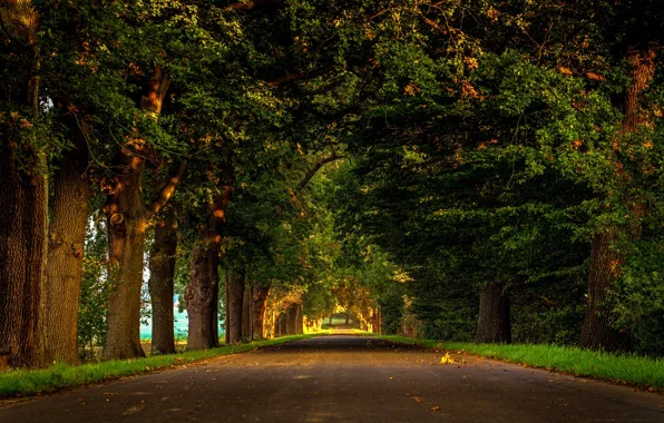 Road, the sun, trees, Park, Germany, alley, Be