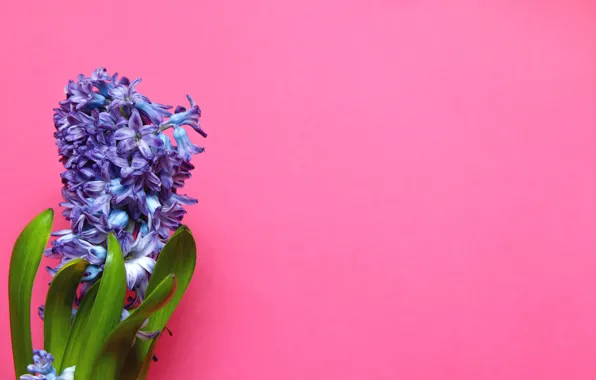 Flower, purple, pink background, hyacinth