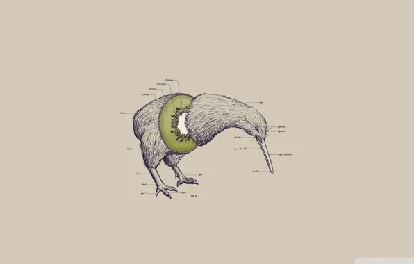 Picture bird, head, paws, beak, kiwi, kiwi, no wings