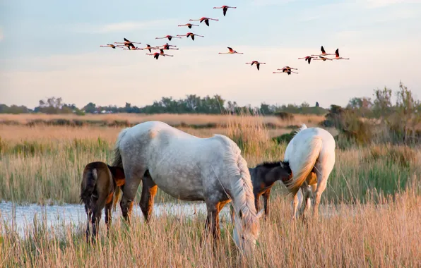 Field, autumn, the sky, grass, flight, landscape, birds, nature