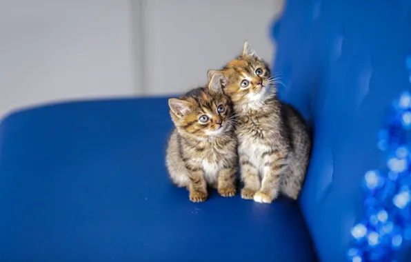 Cat, look, blue, kitty, background, sofa, muzzle, kittens
