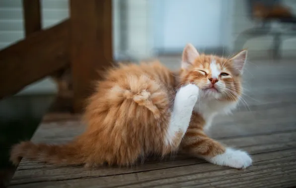 Cat, look, pose, kitty, background, paws, red, kitty