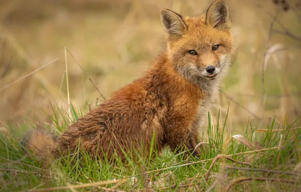 Picture pose, look, portrait, nature, face, Fox, sitting, grass