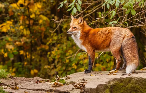 Picture autumn, Fox, red, Fox