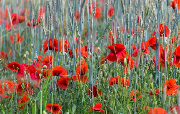Flowers, Maki, ears, cereals, bokeh, poppy field