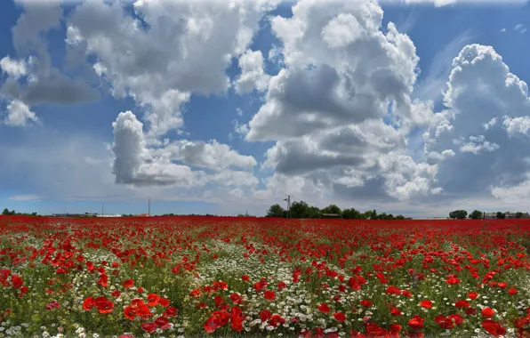 Summer, the sky, clouds, flowers, Maki, chamomile, village, meadow