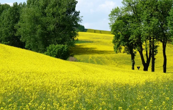 Field, trees, flowers, yellow, spring, flowering, trees, field