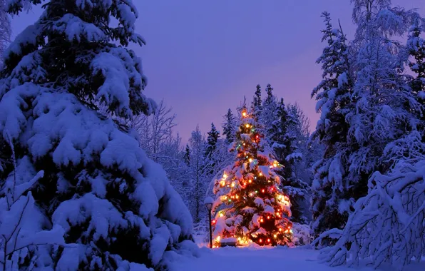 Picture forest, snow, lights, tree, new year