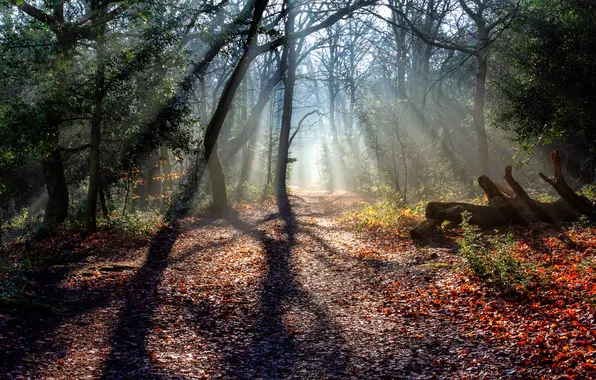 Autumn, forest, rays, light, trees, branches, morning, shadows