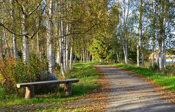 Trees, Park, autumn, lake, bench, path, birch