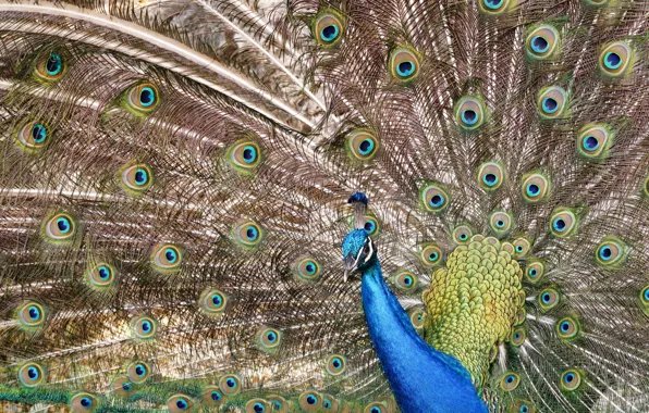 Bird, tail, peacock