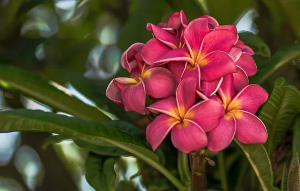 Picture leaves, macro, Plumeria, inflorescence