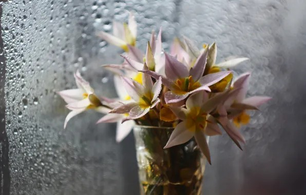 Background, spring, snowdrops, flowers, bokeh