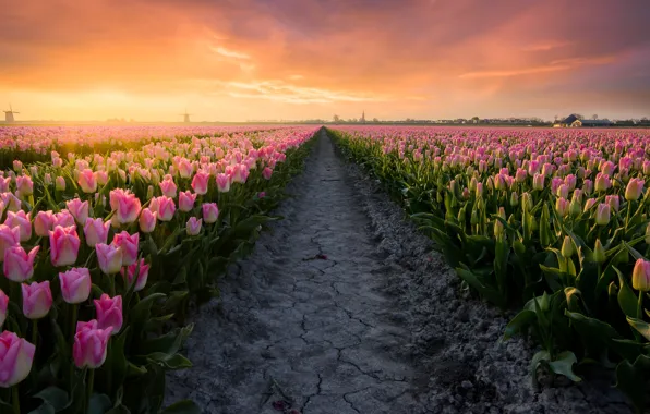 Field, the sky, flowers, dawn, spring, morning, tulips, haze