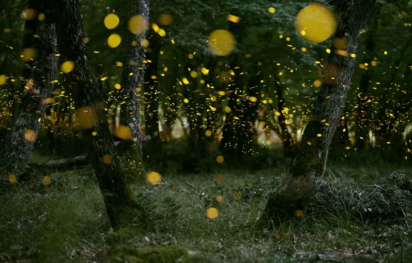 Picture forest, nature, fireflies, the evening, bokeh
