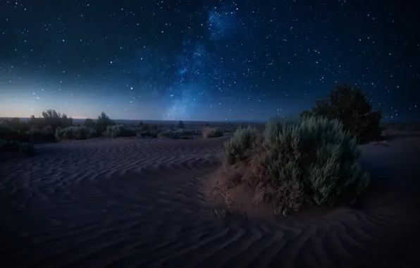 Sand, stars, night, desert, dunes, shrubs