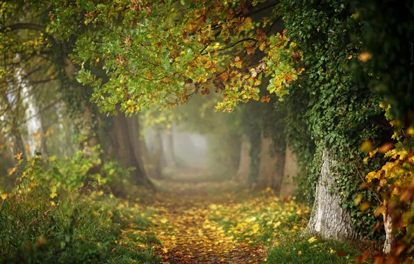Picture autumn, trees, Park, photo, Radoslaw Dranikowski