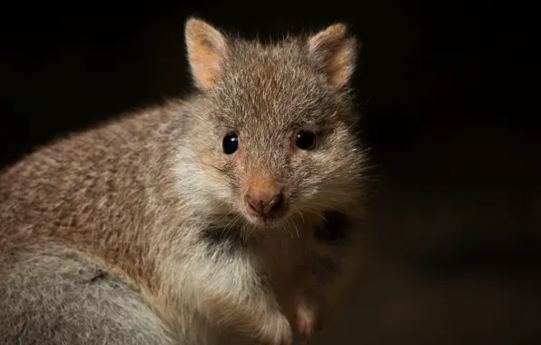 Background, Aepyprymnus rufescens, Rufous Bettong