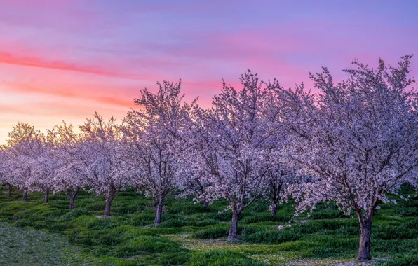 The sky, trees, flowers, dawn, branch, spring, morning, garden