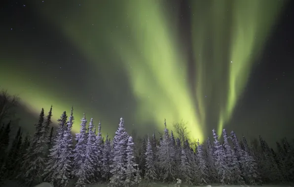 Picture winter, forest, night, lights
