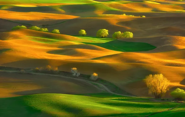 Picture trees, hills, field, spring, May, Washington, USA, carpets