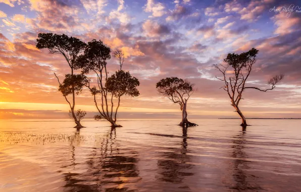 Picture the sky, water, trees, morning, Australia