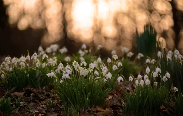 Leaves, glade, spring, snowdrops, white