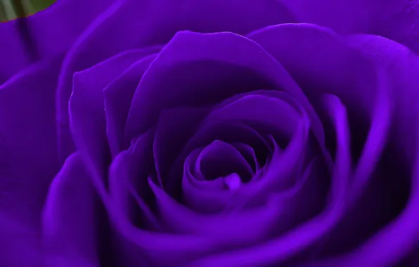 Flowers, roses, petals