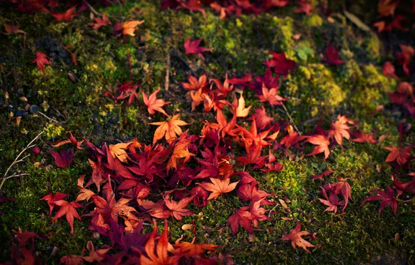 Autumn, leaves, red