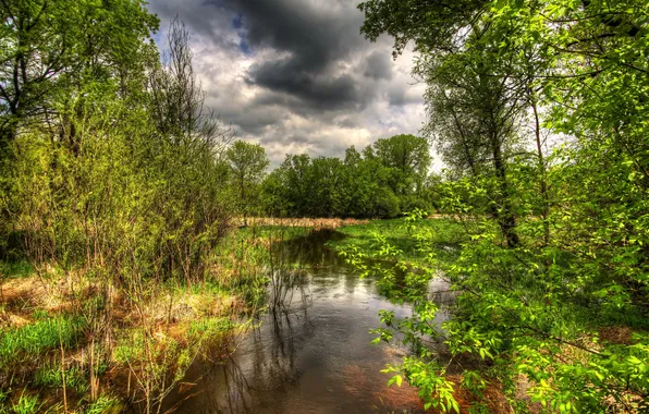 Forest, trees, nature, river, photo