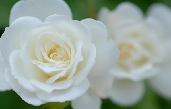 White, macro, flowers, roses, petals, buds