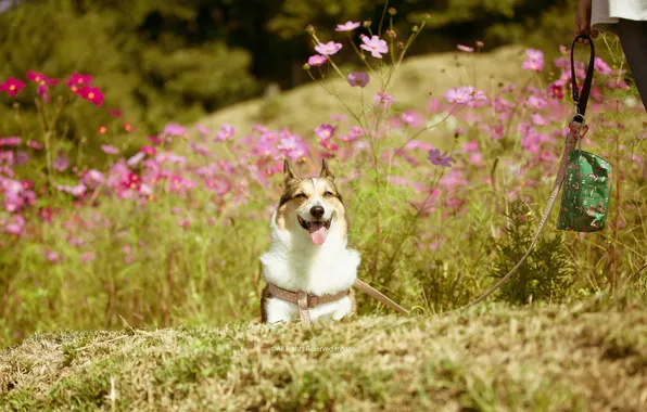 Summer, each, dog, walk