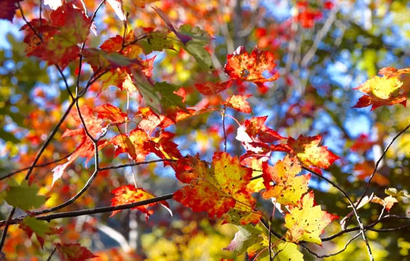 Picture autumn, leaves, tree, the crimson