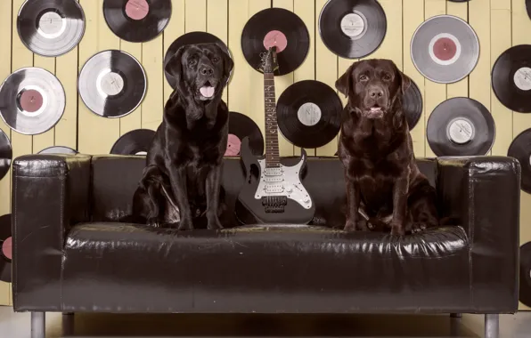 Sofa, Labrador, records
