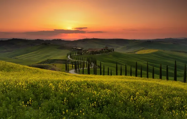 Picture Greens, Sunset, Flowers, The sky, Nature, Home, Field, Road