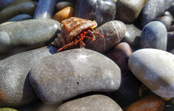 Sea, stones, crab