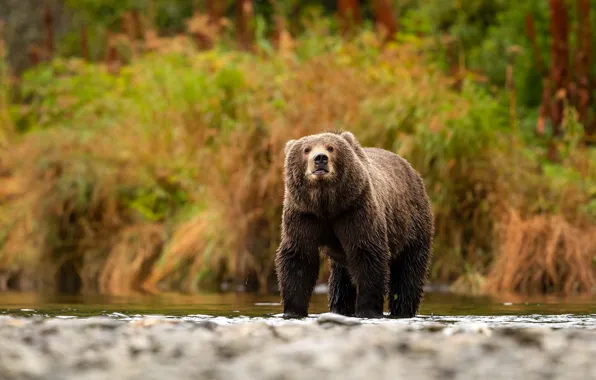 Picture look, pose, river, background, shore, foliage, bear, bear