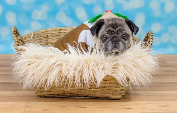 Look, basket, clothing, dog, pug, floor, lies, fur