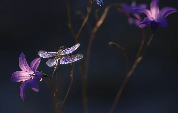 Picture flowers, nature, dragonfly, insect