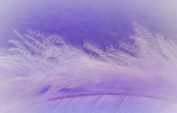 Macro, fluff, a feather