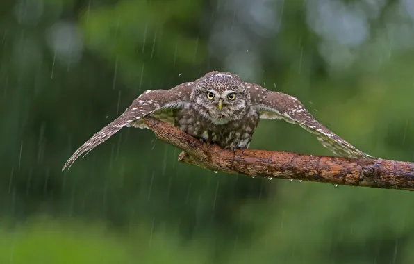 Rain, owl, bird, wings, branch, the scope, owl